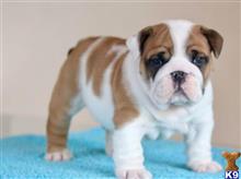 french bulldog puppy posted by Jessica reynolds